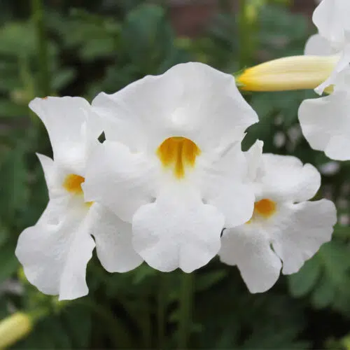 Incarvillea Delavayi Snowtop