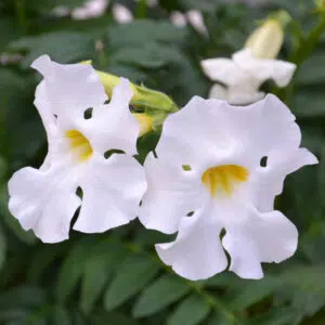 Incarvillea Delavayi Snowtop