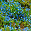 Ipomée Heavenly Blue