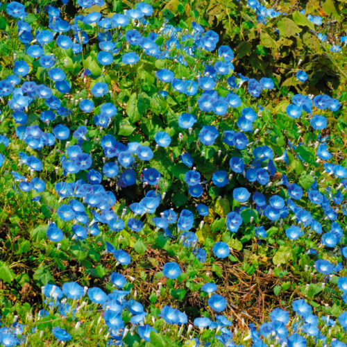 Ipomée Heavenly Blue