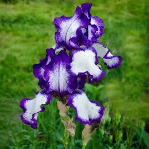 Iris germanica Acropole