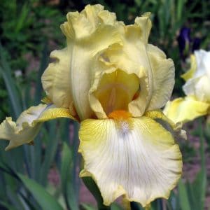 Iris germanica Antique Ivory