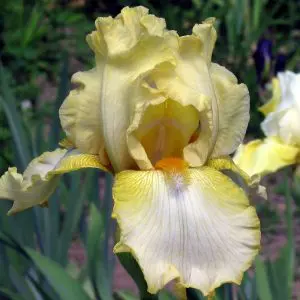 Iris germanica Antique Ivory