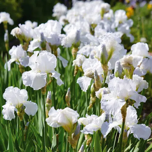 Iris Germanica Blanc