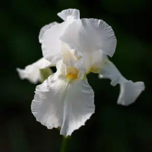 Iris Germanica Blanc