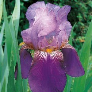Iris Germanica Bleu et Mauve