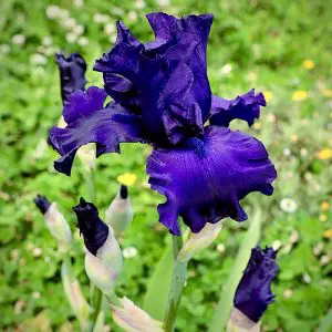 Iris germanica Bleu Nuit