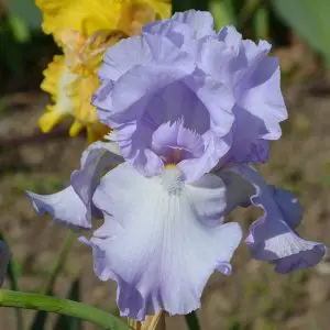 Iris Germanica Bleu Pâle