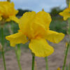 Iris Germanica Jaune