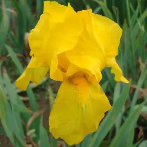 Iris Germanica Jaune