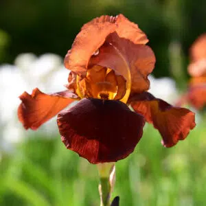 Iris germanica Natchez Trace
