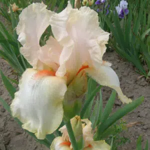 Iris Germanica Nicodème