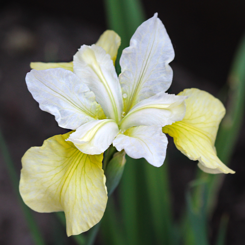 Iris Sibirica Chartreuse Bounty