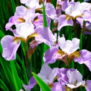 Iris Sibirica Dance Ballerine Dance