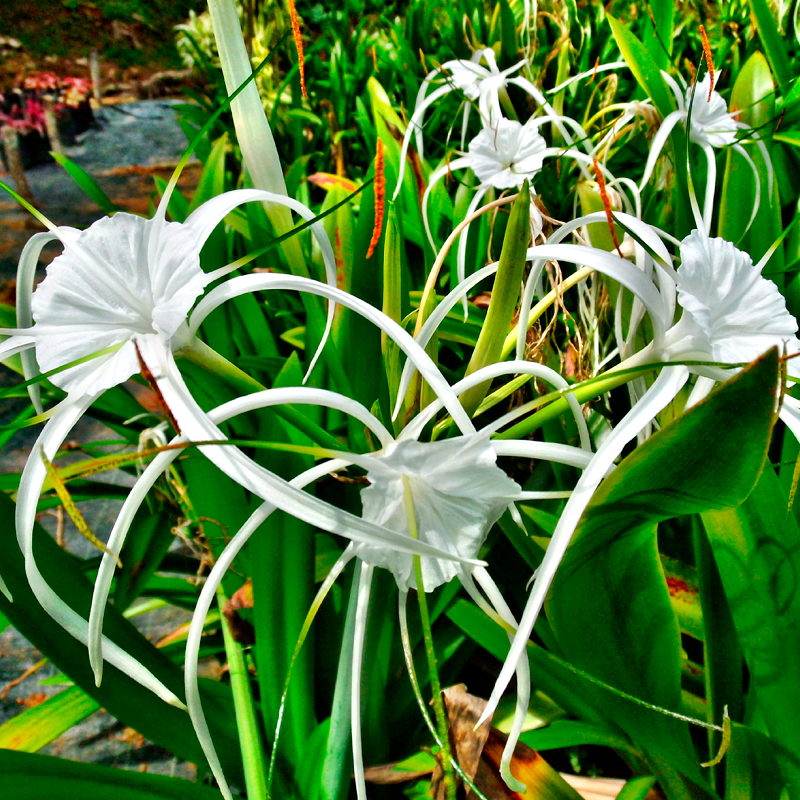 Ismène Festalis Longipetala