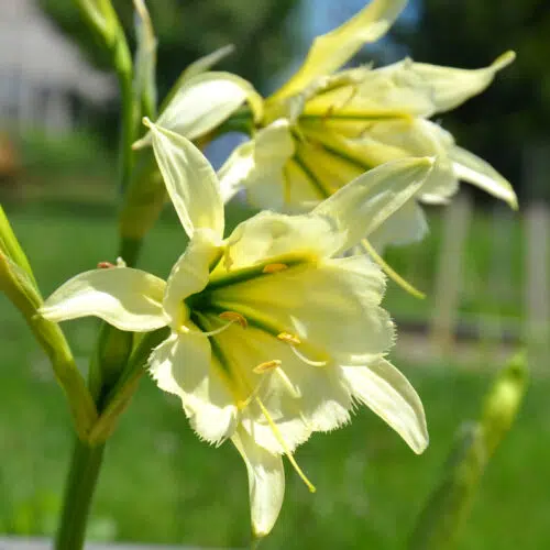 Ismène Festalis Sulphur Queen