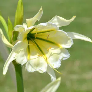 Ismène Festalis Sulphur Queen