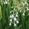 Jacinthe du Cap (Galtonia candicans)