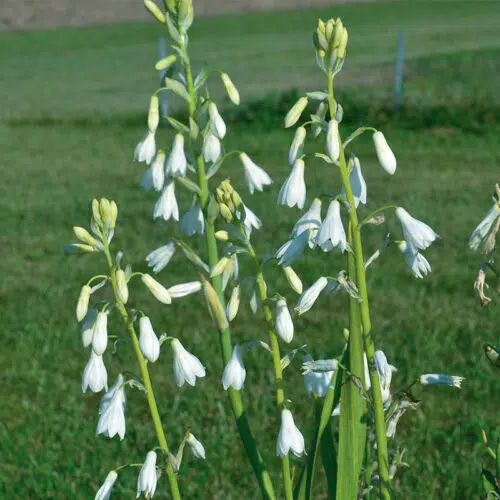 Jacinthe du Cap (Galtonia candicans)