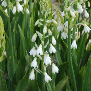 Jacinthe du Cap (Galtonia candicans)