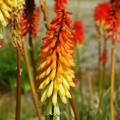 Kniphofia tritoma Rouge et Jaune