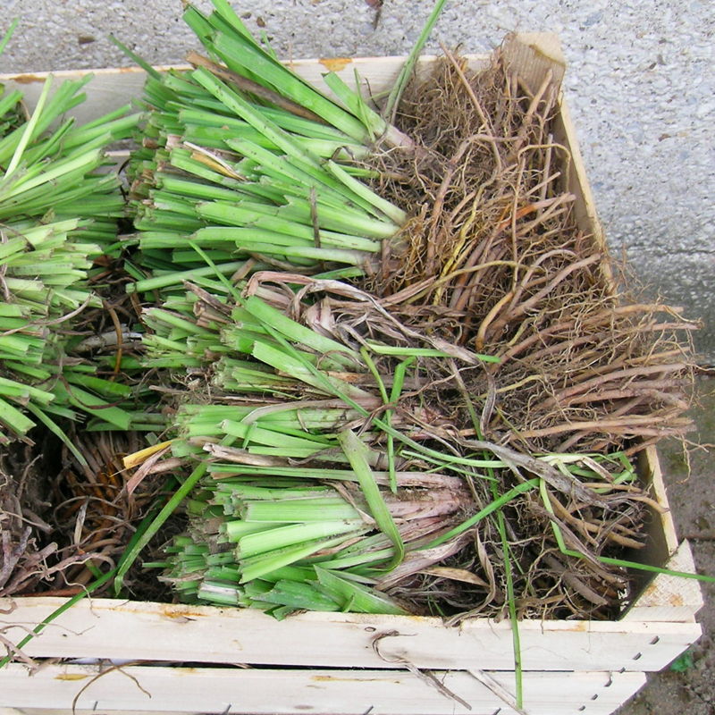 Kniphofia tritoma Rouge et Jaune