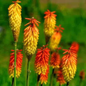 Kniphofia tritoma Rouge et Jaune