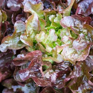 Laitue À Couper Red Salad Bowl BIO