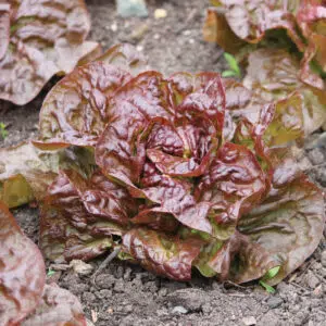 Laitue pommée brune d'hiver présemé bio