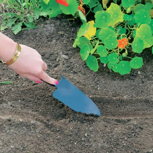 Laitue pommée merveille d'hiver présemé bio