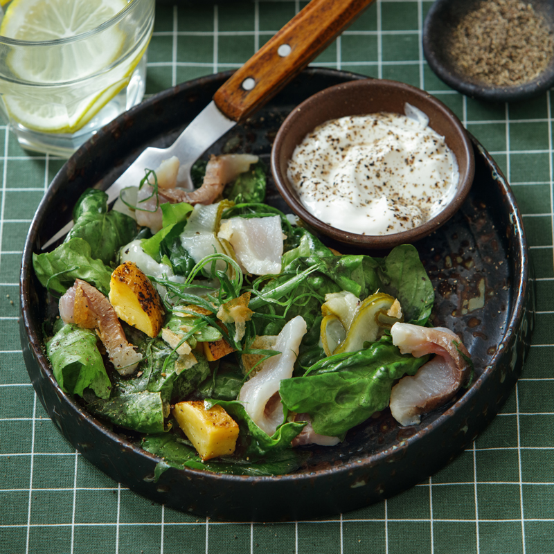 Laitue Pommée Reine de Mai de Pleine Terre