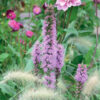 Liatris Spicata