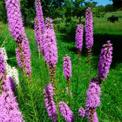 Liatris Spicata