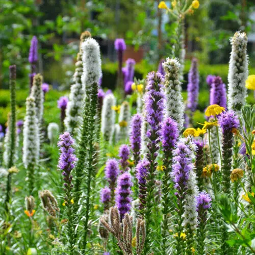 Liatris Spicata