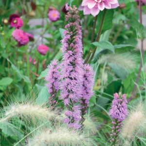 Liatris Spicata