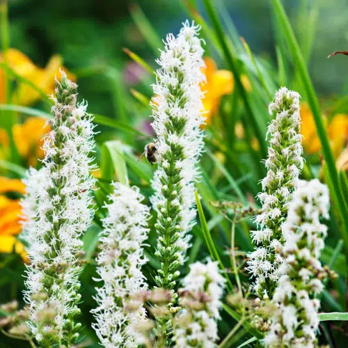 Liatris Spicata Alba