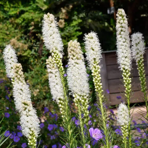 Liatris Spicata Alba