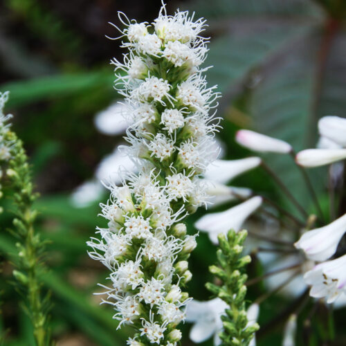 Liatris Spicata Alba