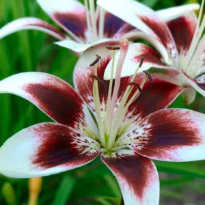 Lis Asiatique Capuccino