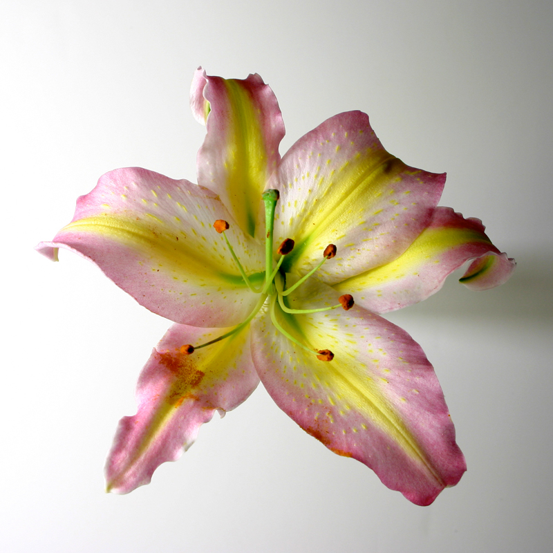 Lis Oriental Bergame