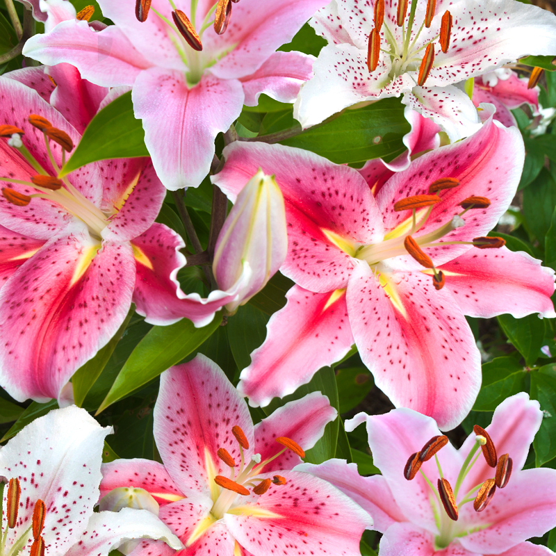 Lis Oriental en mélange