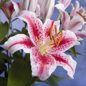 Lis Oriental Stargazer