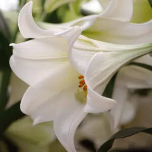 Lis Trompette White Heaven