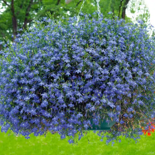 Lobelia Crystal Palace