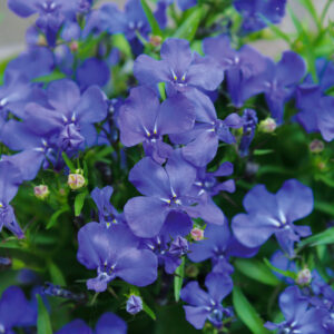 Lobelia Crystal Palace