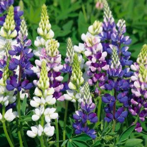 Lupin Avalune Blue & Lilac