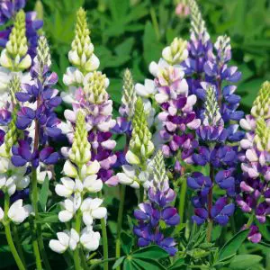 Lupin Avalune Blue & Lilac
