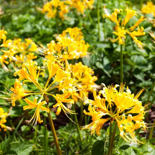 Lycoris aurea