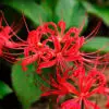 Lycoris radiata