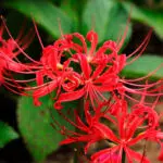 Lycoris radiata